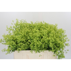 Alchemilla Mollis Robustica