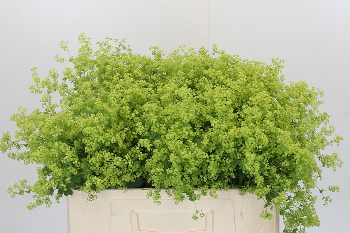 <h4>Alchemilla Mollis Robustica</h4>