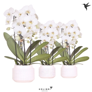 Kolibri Orchids Cascade Niagara Fall white 3 spike in Maze pot white