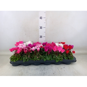 Cyclamen KL 'Micro'