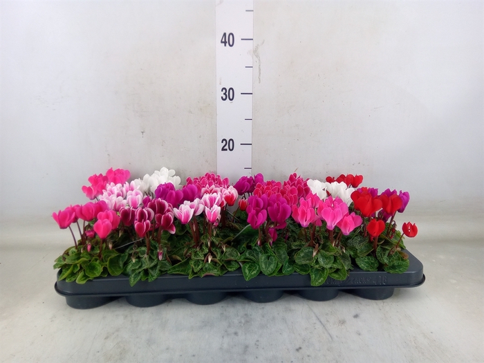 <h4>Cyclamen KL 'Micro'</h4>