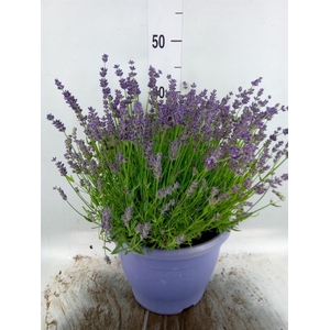 Lavandula angus. 'Essence Pure'