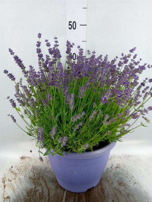 <h4>Lavandula angus. 'Essence Pure'</h4>