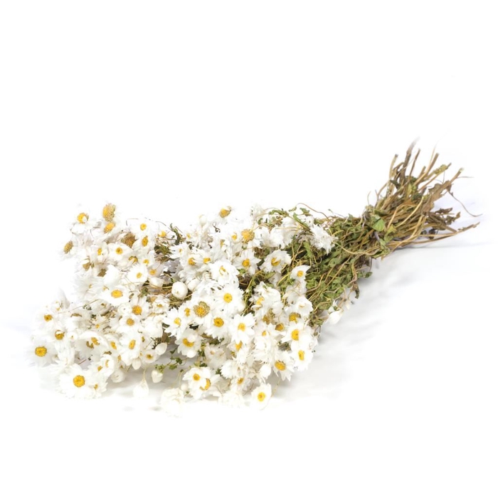 <h4>Rhodanthe natural white</h4>