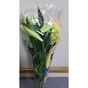 Lilium longiflorum 1 bud