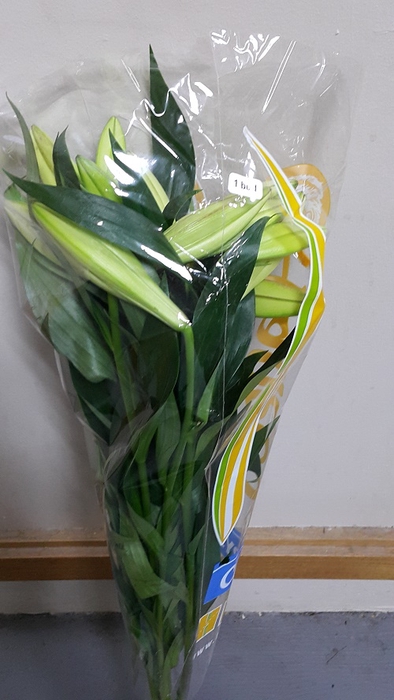 Lilium longiflorum 1 bud