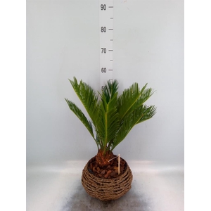 Cycas revoluta