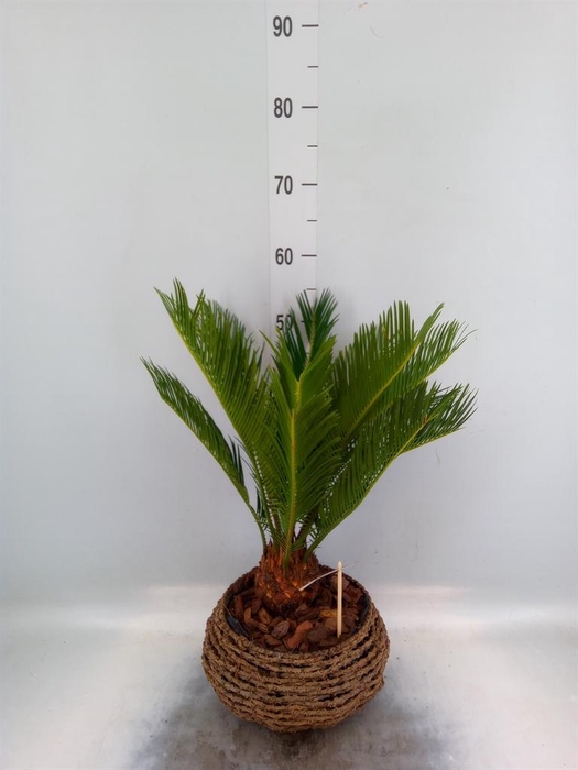 <h4>Cycas revoluta</h4>