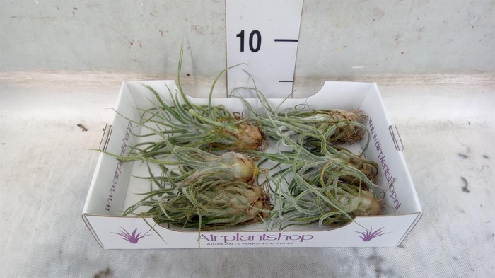 <h4>Tillandsia</h4>