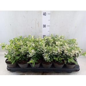Euonymus fortunei 'Harlequin'