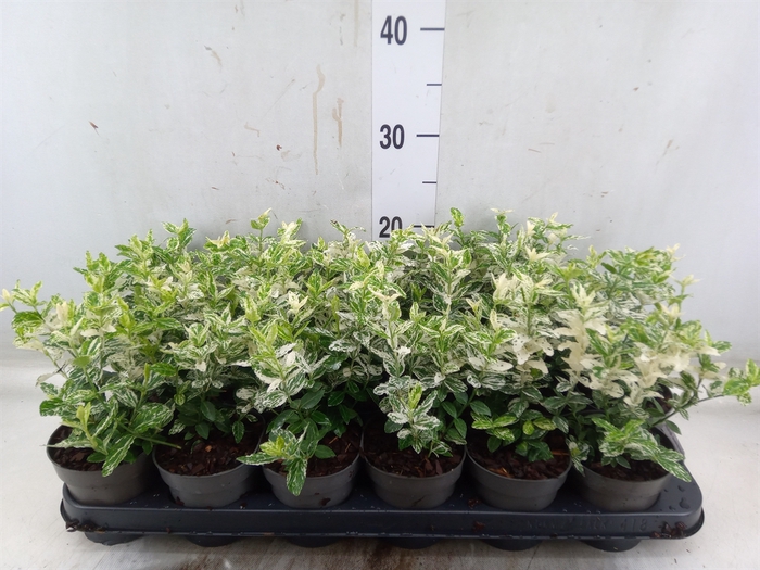 <h4>Euonymus fortunei 'Harlequin'</h4>