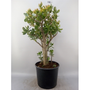Crassula ovata 'Sunset'