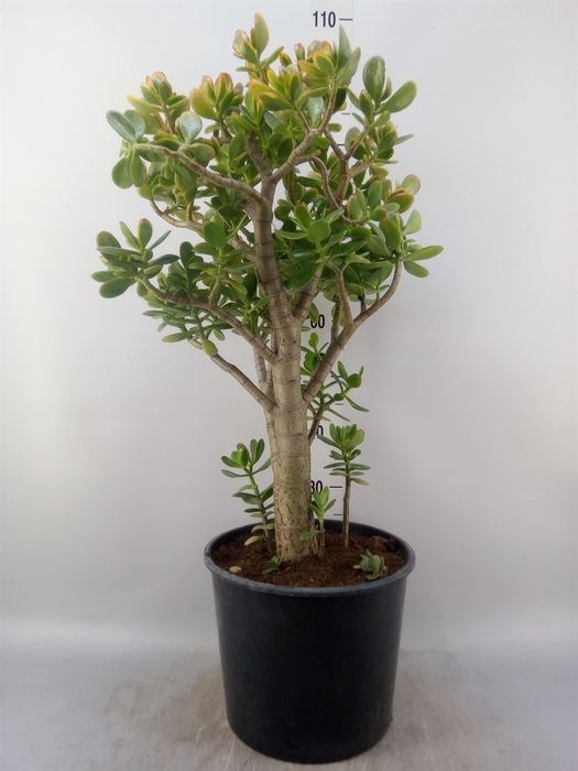 <h4>Crassula ovata 'Sunset'</h4>