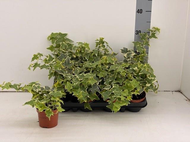 <h4>HED HE OV GROEN</h4>