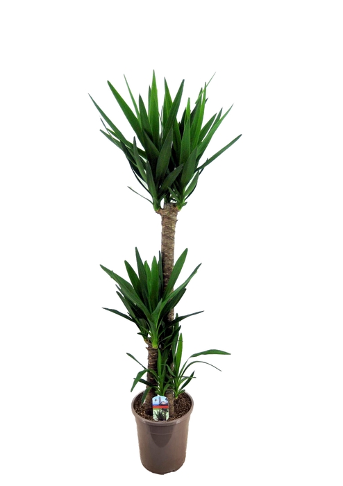 <h4>Yucca elephantipes 90-45-20</h4>