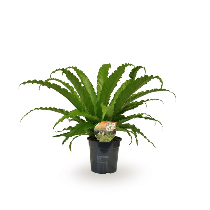<h4>Asplenium Osaka</h4>
