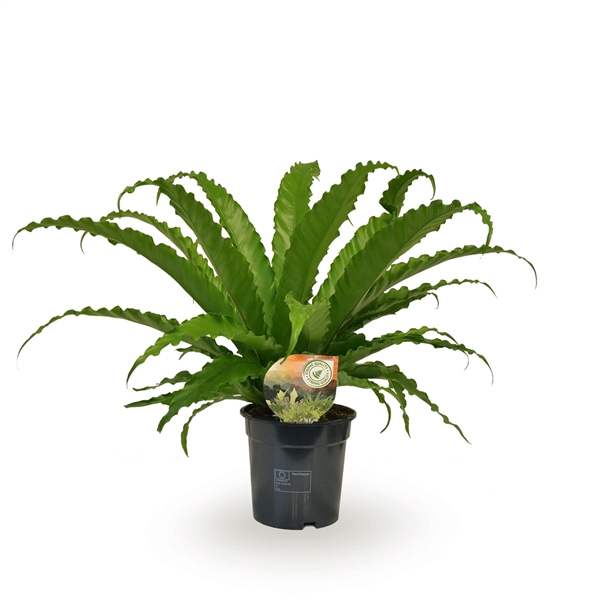 Asplenium Osaka