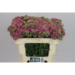 Sedum Carl Rose