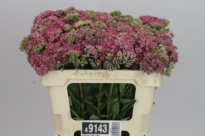 <h4>Sedum Carl Rose</h4>
