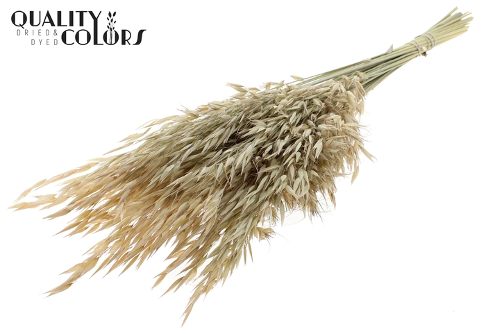 <h4>Avena Wild per bunch Frosted White</h4>