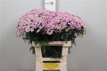 <h4>Achil M Eastender</h4>