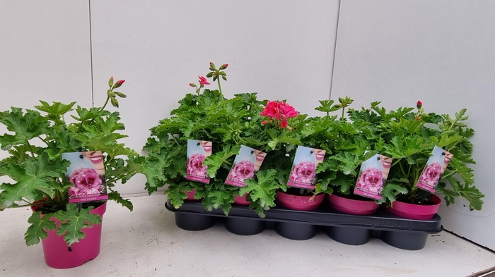 <h4>PEL GEM WELRIEKEND</h4>