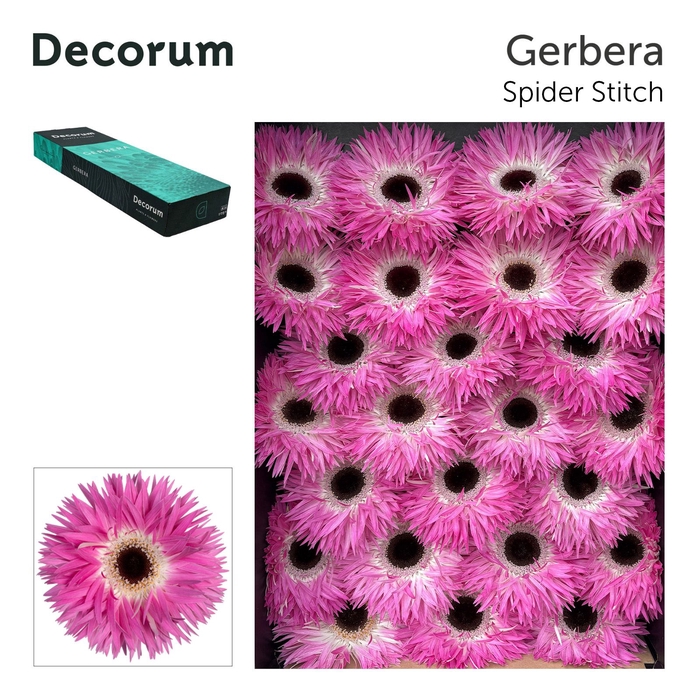 <h4>Gerbera Spider Stitch Doos</h4>