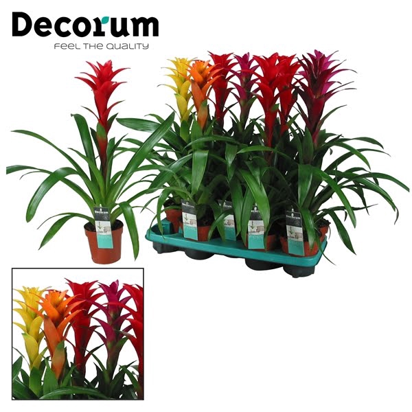 <h4>Guzmania Mix Maxima</h4>