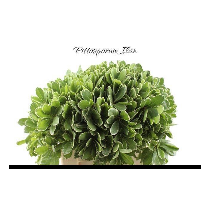 <h4>PITTOSP TO ILAN</h4>