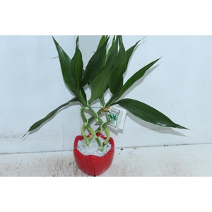 BAMBU ALADIN DE RESINA