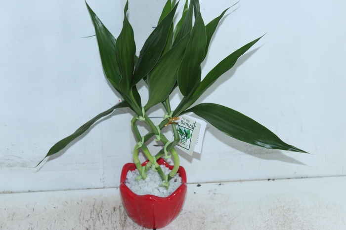 <h4>BAMBU ALADIN DE RESINA</h4>