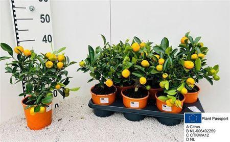 <h4>** Citr X Microcarpa 10+ * Spring Deal *</h4>