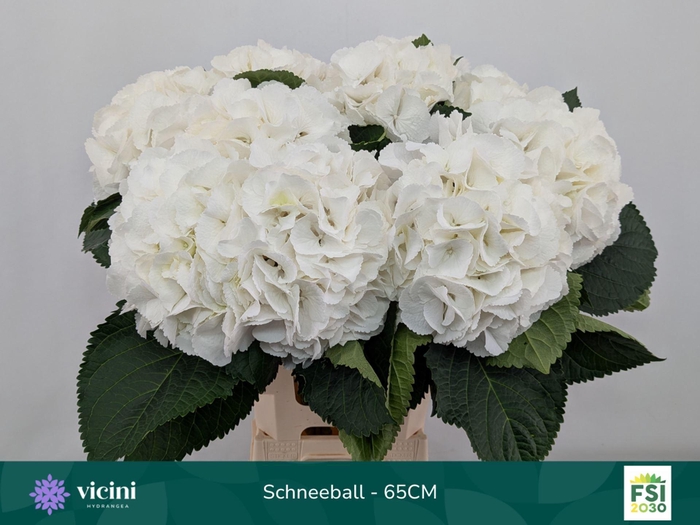 <h4>HYDRANGEA  'SCHNEEBALL'</h4>