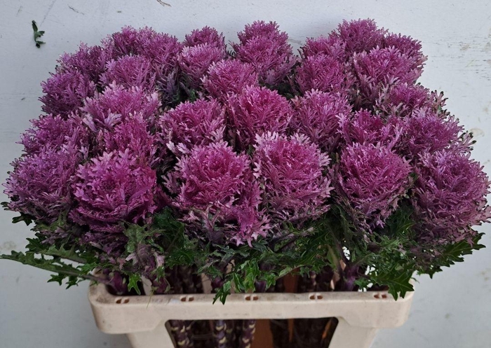 <h4>BRASS CRANE QUEEN</h4>