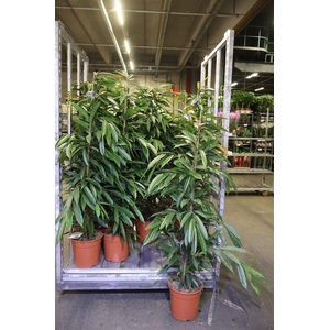 arr8 Fic Bin Amstel King