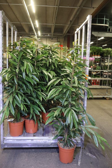 <h4>arr8 Fic Bin Amstel King</h4>