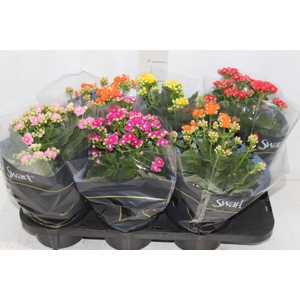 KALANCHOE DOBRADO P15