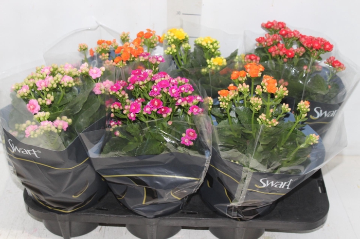 <h4>KALANCHOE DOBRADO P15</h4>