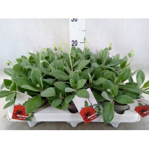 Senecio   ...