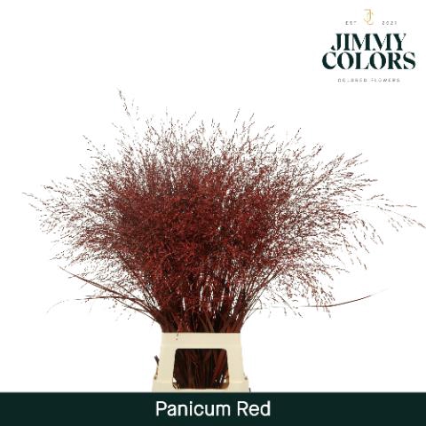 <h4>Panicum paint red</h4>