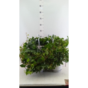 Hedera helix 'Wonder'