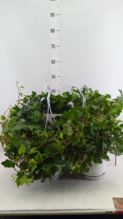 <h4>Hedera helix 'Wonder'</h4>