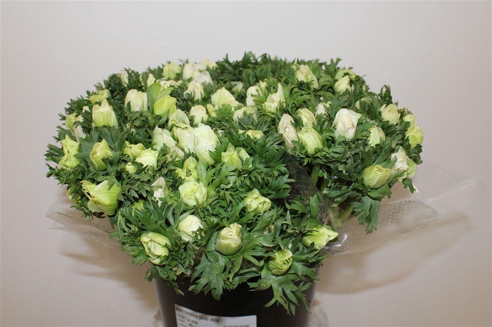 <h4>Anemoon White</h4>