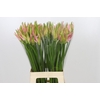 Nerine Vesta K