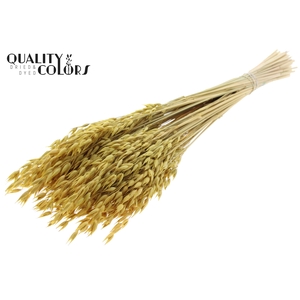 Avena Premium per bunch Yellow