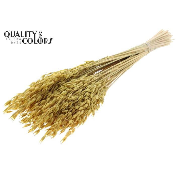 <h4>Avena Premium per bunch Yellow</h4>