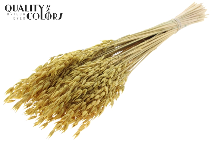 Avena Premium per bunch Yellow