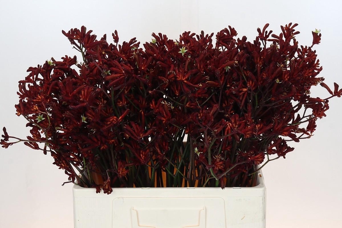 <h4>Anigozanthos Bush Ruby</h4>