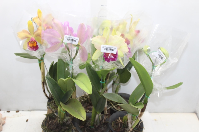 <h4>ORQUIDEA CATTLEYA P15 MIN 2 FLS</h4>
