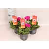 Pelargonium Calliope M Violet